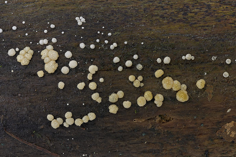 Trichoderma gelatinosum